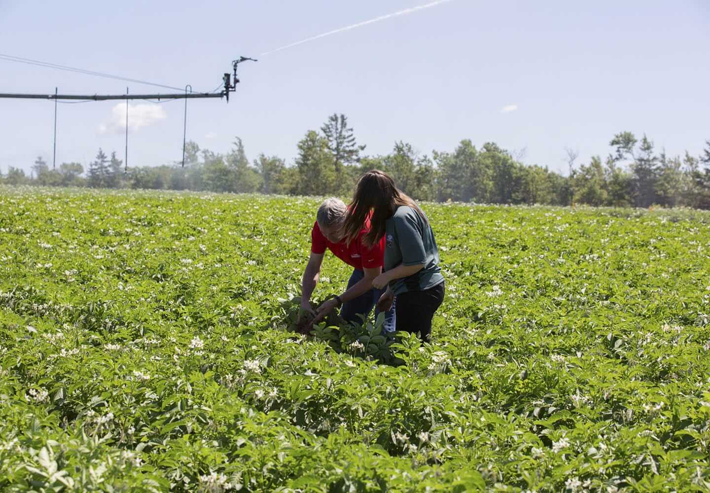 CavAgri Farmers inspecting crops