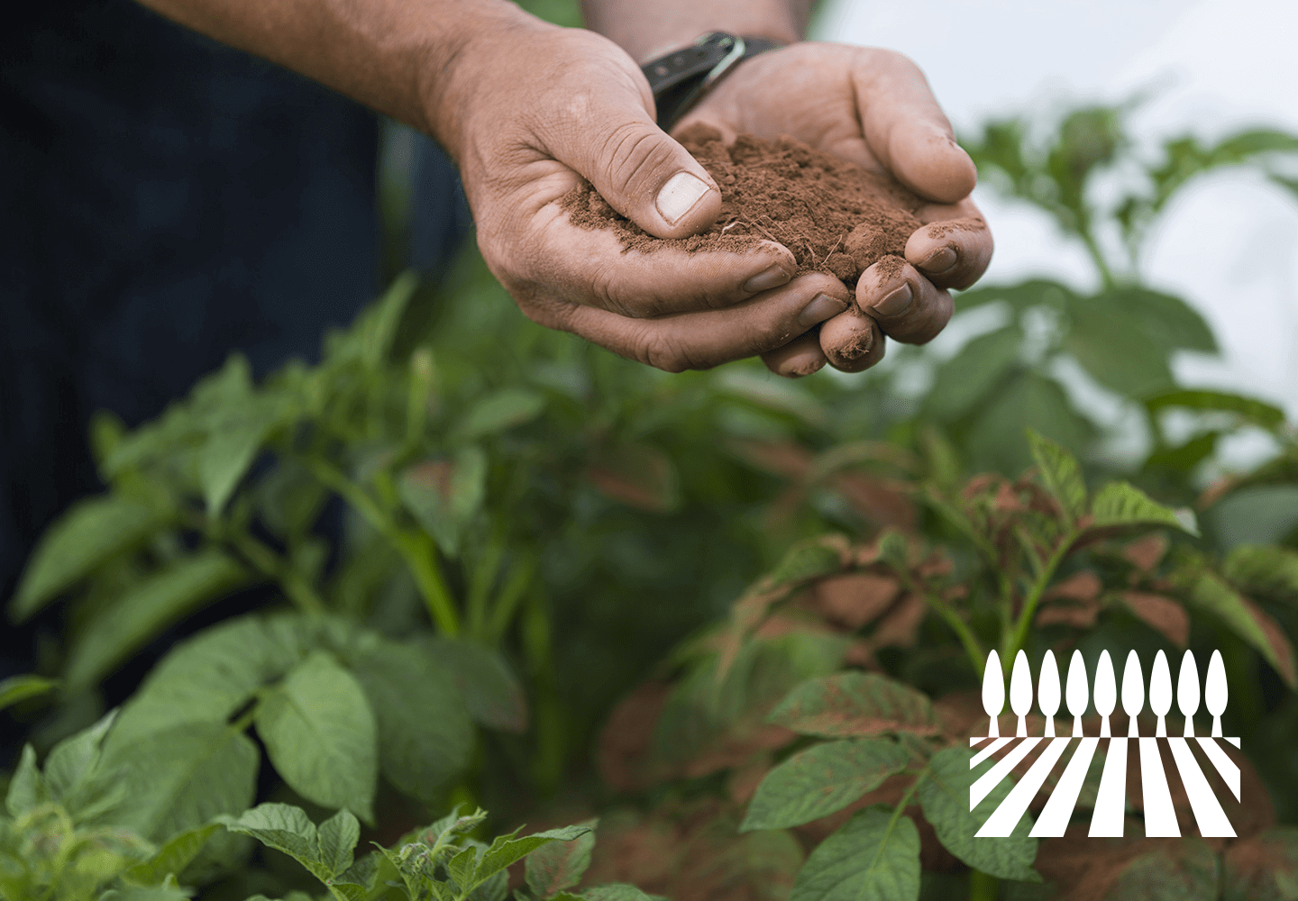 Farmers hands holding soil